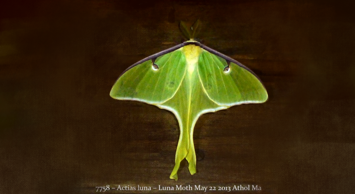 There are thousands of moth species in the state of Massachusetts that are affected by light pollution. (Image Courtesy of Dave Small)